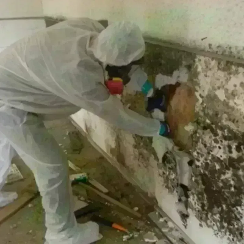 Mold Remediation and Removal in Saddle Brook, NJ